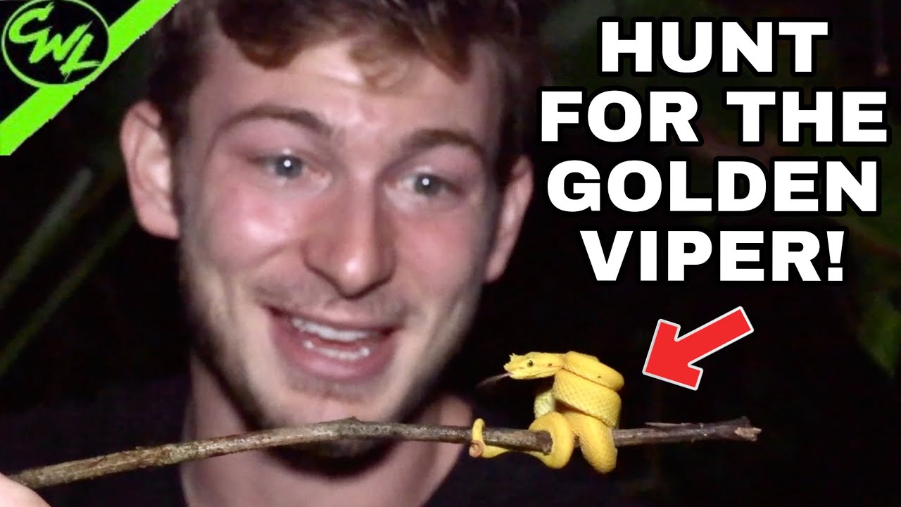 HUNT For THE WILD GOLDEN TREE VIPER!!!(COSTA RICA)