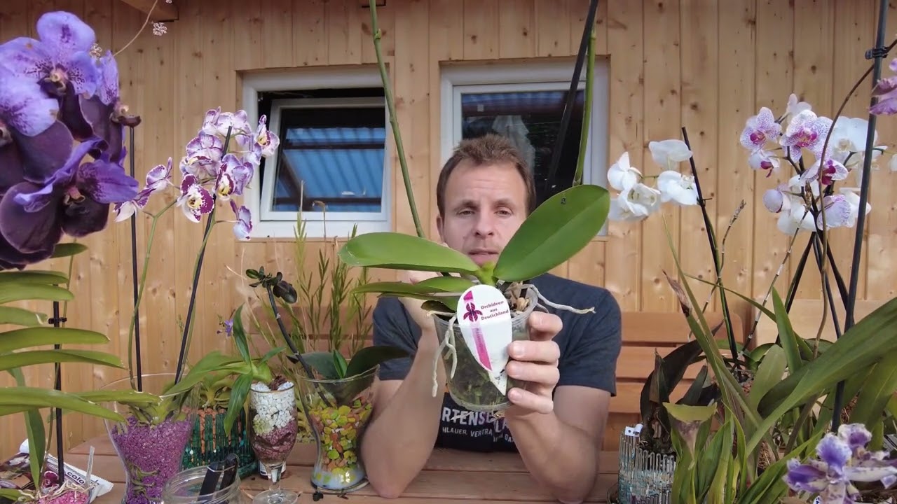 Les meilleurs conseils pour tailler les orchidées