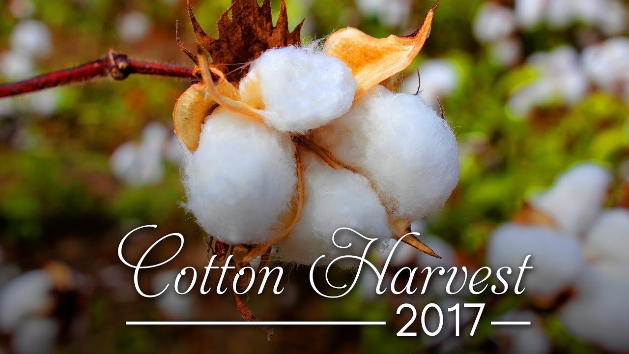 Cotton Harvest 2017