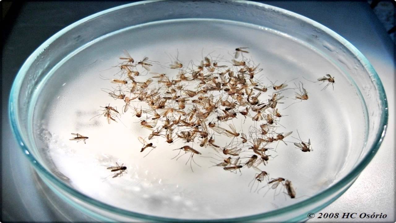 Preven&ccedil;&atilde;o, Vigil&acirc;ncia e Controlo de Mosquitos Mov1euro
