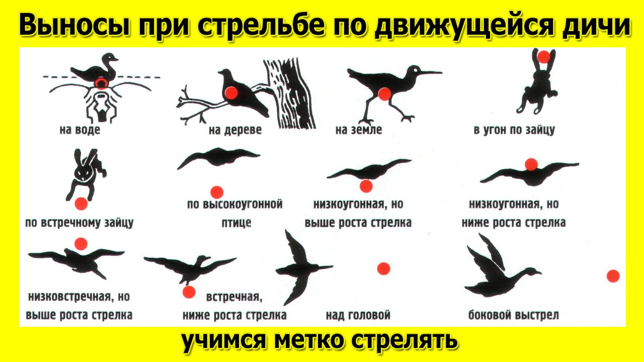 Выносы при стрельбе по движущейся дичи