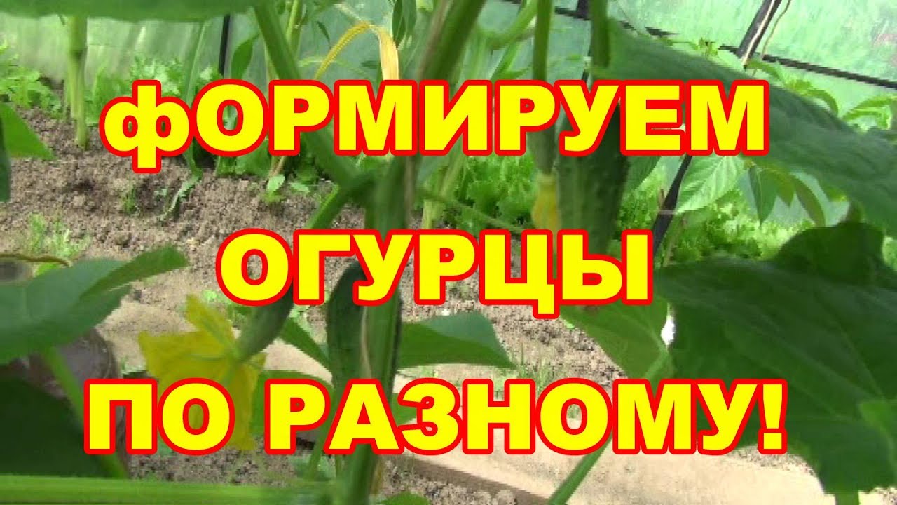 Внимание! Формируем огурцы пчелоопыляемые и партенокорпические по разному