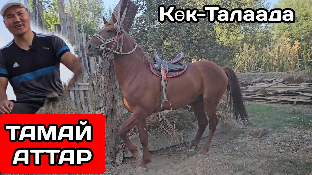 эки ЖЫЛДА АТКА ЖЕТТИМ 🔥УЛАГЫ УКМУШ АТ КӨК-ТАЛААДА