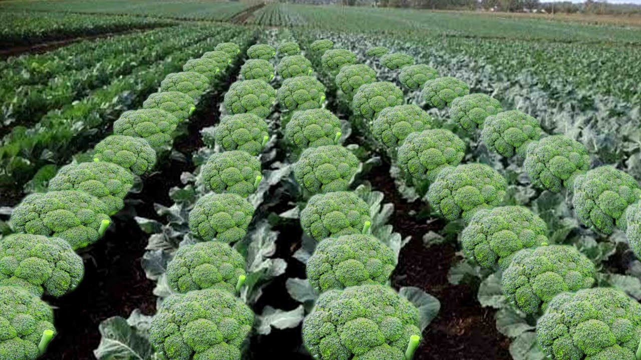 ब्रोकली की खेती | broccoli ki kheti kaise karen | broccoli farming in India | सर्दियों में