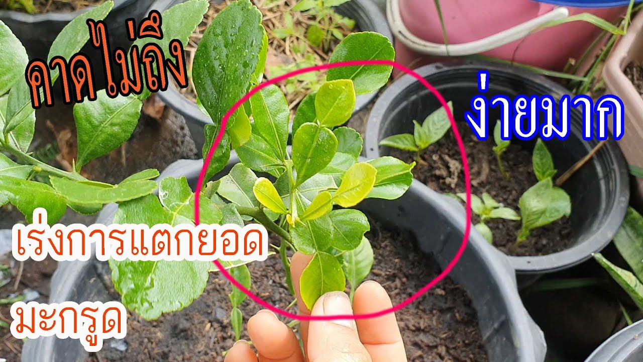 เคล็ดลับเร่งการแตกยอดของต้นมะกรูด ที่ปลูกในกระถาง แบบที่นึกไม่ถึง ง่ายมากๆ by ต่าย