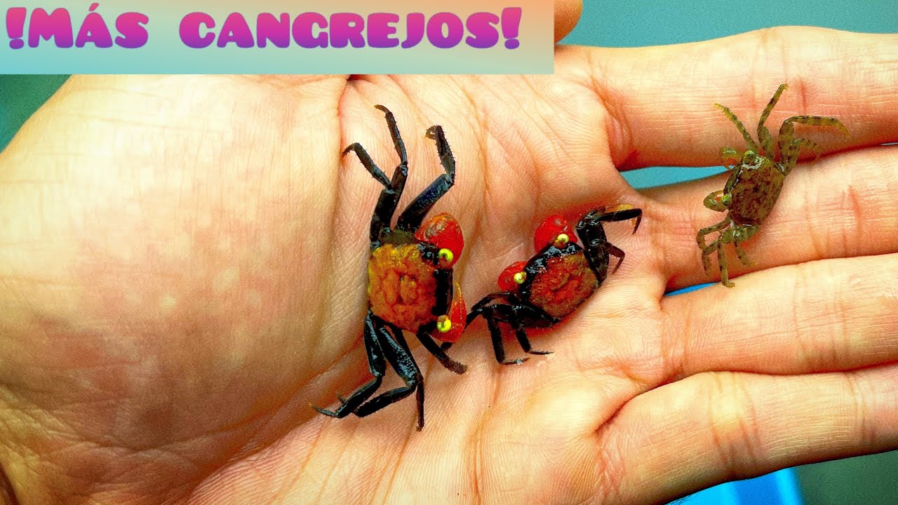 CANGREJOS GEOSESARMA, CURIOSIDADES Y DIFERENTES TAMAÑOS