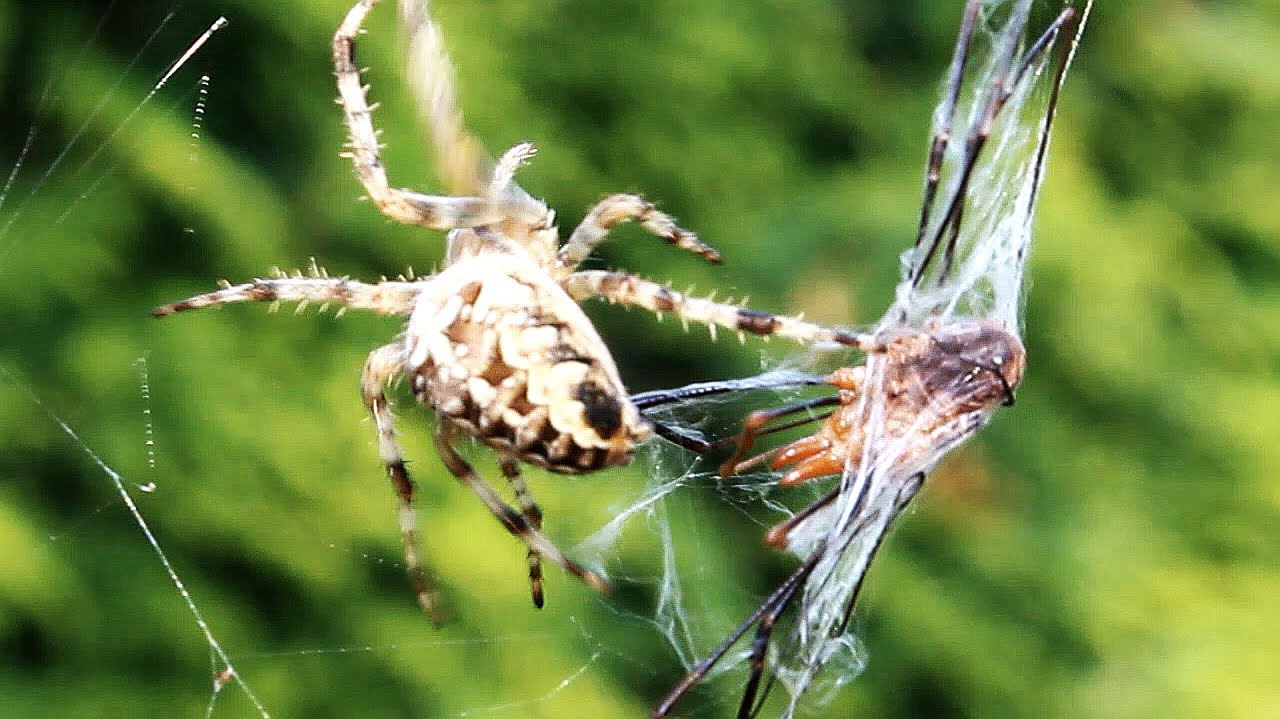 Cross Spider VS Harvest-Man (Daddy-Longlegs) Kreuzspinne Versus Opalangbein (Weber-Knecht) Tierfilm