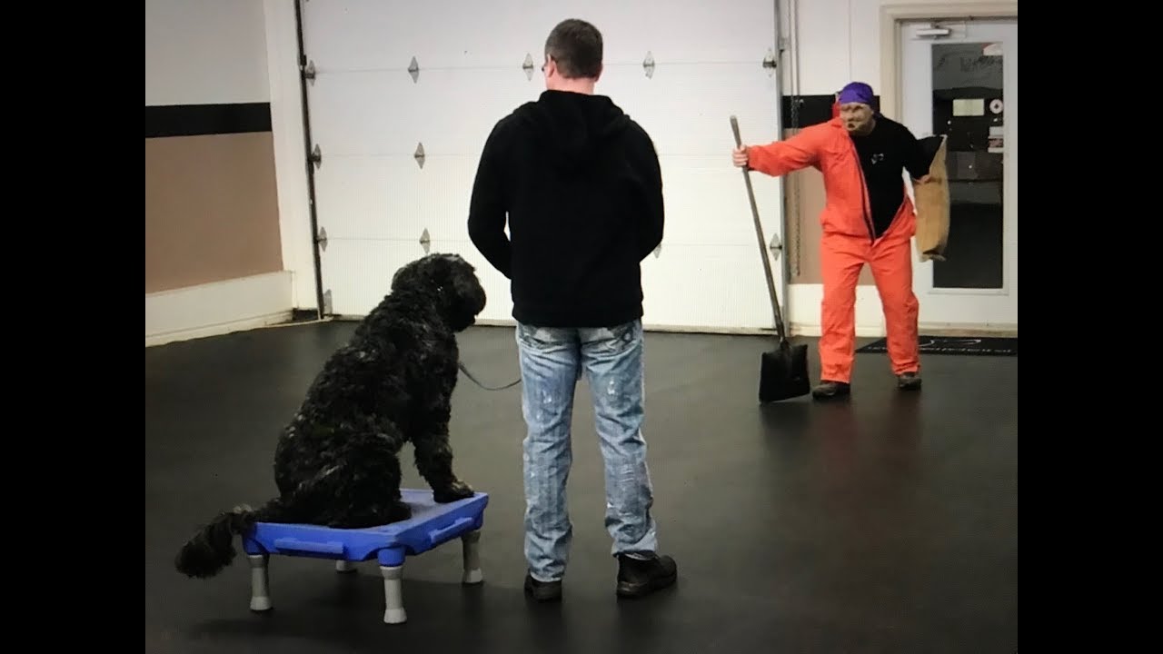 Desensitizing Reactive Dogs To Stranger Approaches