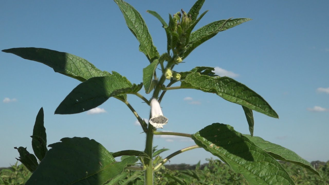 CULTIVO DE GERGELIM-  MAIS UMA OPÇÃO DE SEGUNDA SAFRA PARA MT