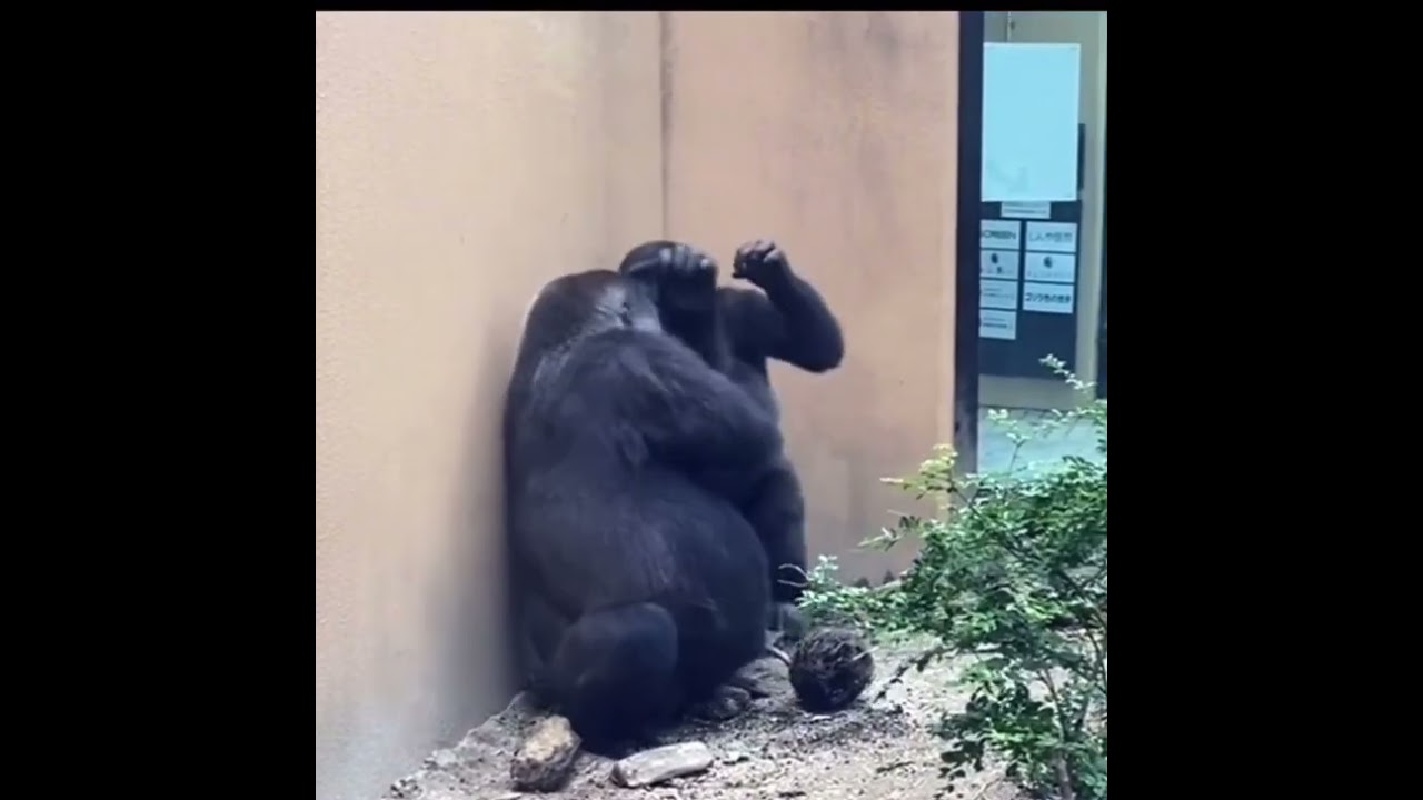 Funny monkeys fighting, chaos but adorable! 🐒😂