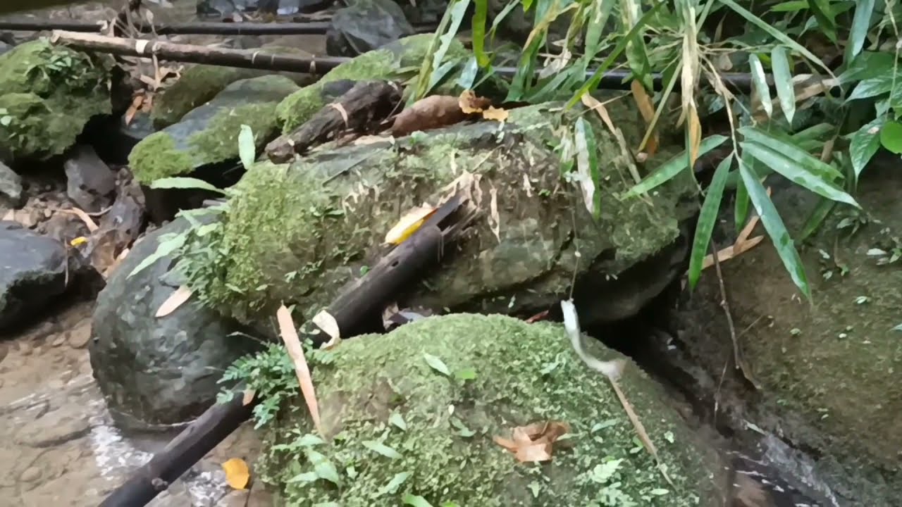 Nghakuai kan phih/Luite a nghavawk manna hmuhnawm.