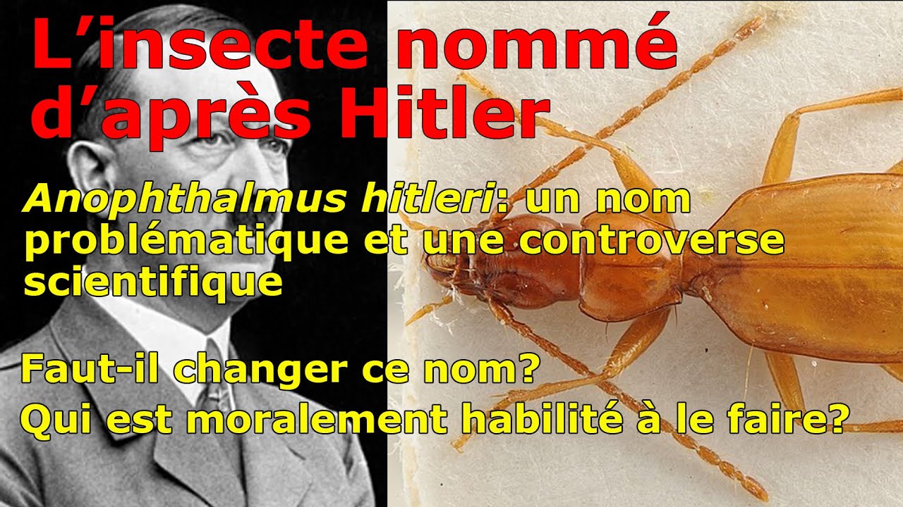 Science, histoire et éthique: le coléoptère dédié à Hitler, Anophthalmus hitleri (recharged video)