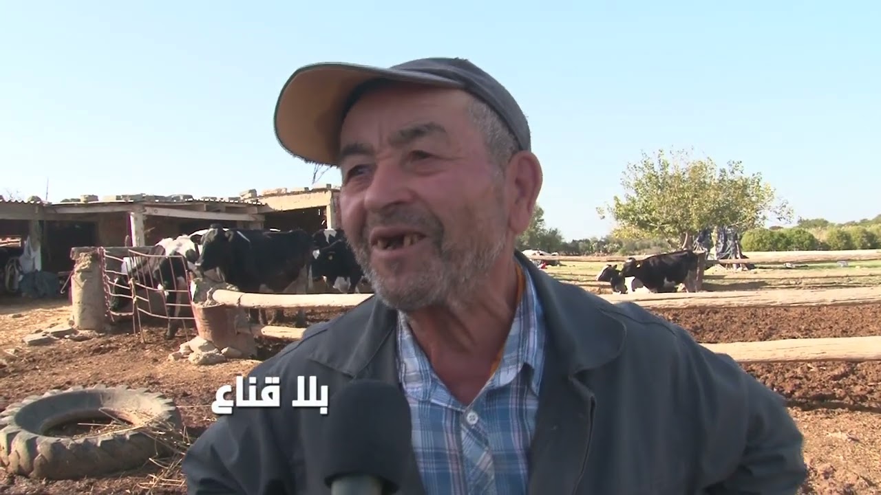 استغااثة فلاح بقلعة الاندلس:العلفة والنخالة أغلى من البقر..رجعولنا الماء ورخصو العلفة تو الحليب يرجع