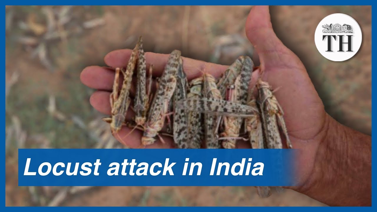 Locust attack in India