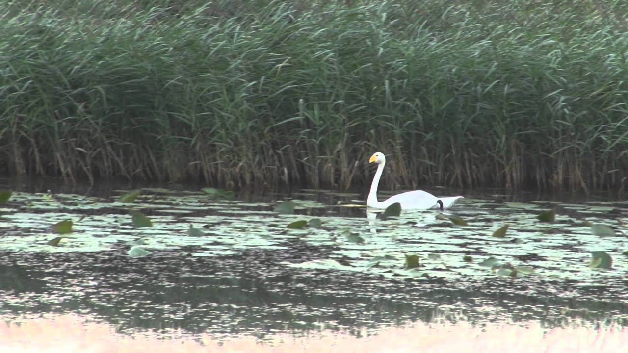 Łabędź krzykliwy, (Cygnus cygnus), Whooper Swan, S&aring;ngsvan