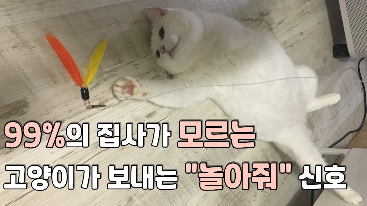 고양이가 집사와 놀고싶어 한다면? 놀이 반응 200% 올리는 사냥놀이 방법