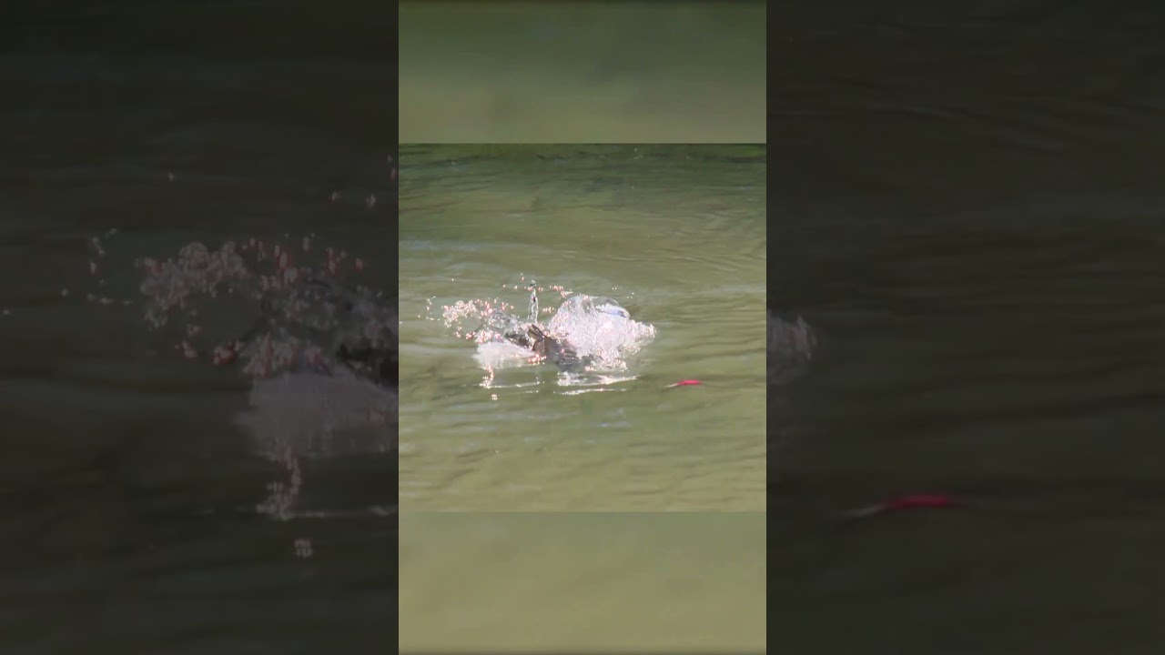 Баррамунди очень хочет эту поверхностную приманку! #баррамунди #рыбалка #интересно