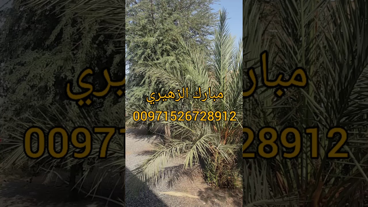 العلاج بالمياه الكبريتية