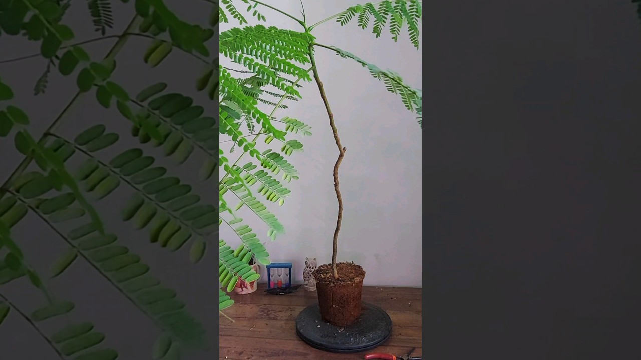 Repotting my Gulmohar (Delonix Regia) in a BIGGER pot for a THICKER Trunk #trainingbonsai