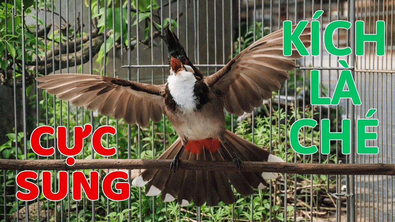 Chào Mào Hót Gắt – Giọng Rừng Việt Nam | Nghe Là Ghiền