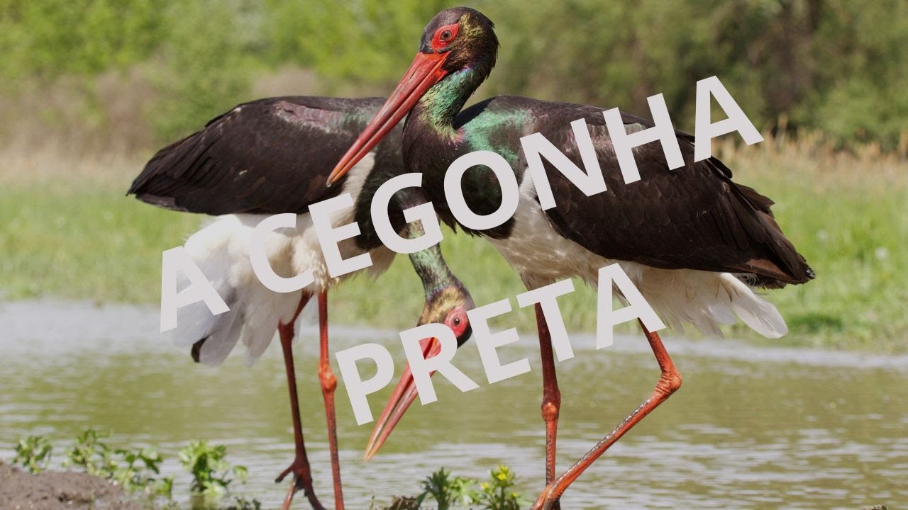A CEGONHA PRETA- UM SIMBOLO DA CONSERVAÇÃO.