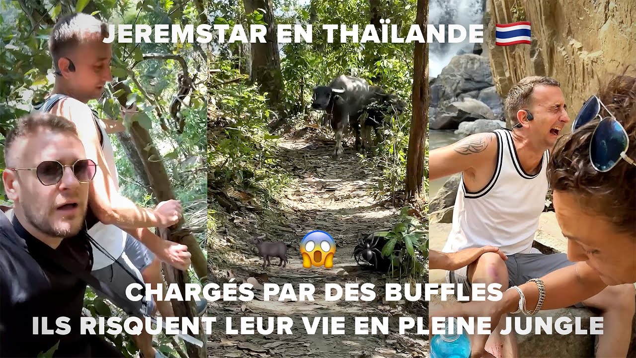 JEREMSTAR EN THAÏLANDE - CHARGÉS PAR DES BUFFLES ILS RISQUENT LEUR VIE EN PLEINE JUNGLE