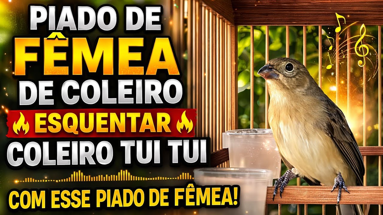 FAÇA O TESTE FÊMEA DE COLEIRO PIANDO MUITO PRA ESQUENTAR LEVANTAR DEFUNTO 