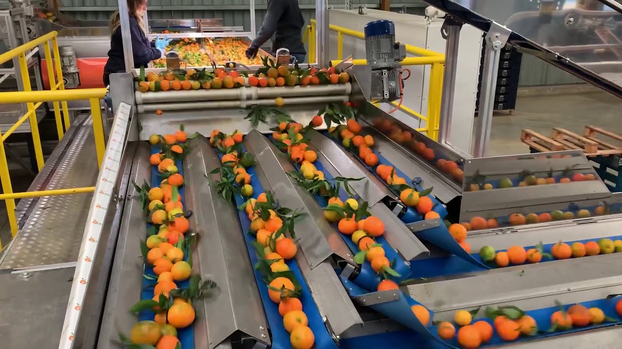 Mandarins with leaves