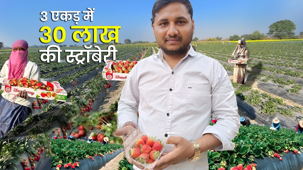 Jaunpur के इस लाल ने इंजीनियरिंग की नौकरी छोड़ करने लगा स्ट्राबेरी की खेती कमाता है साल का 30 लाख ।