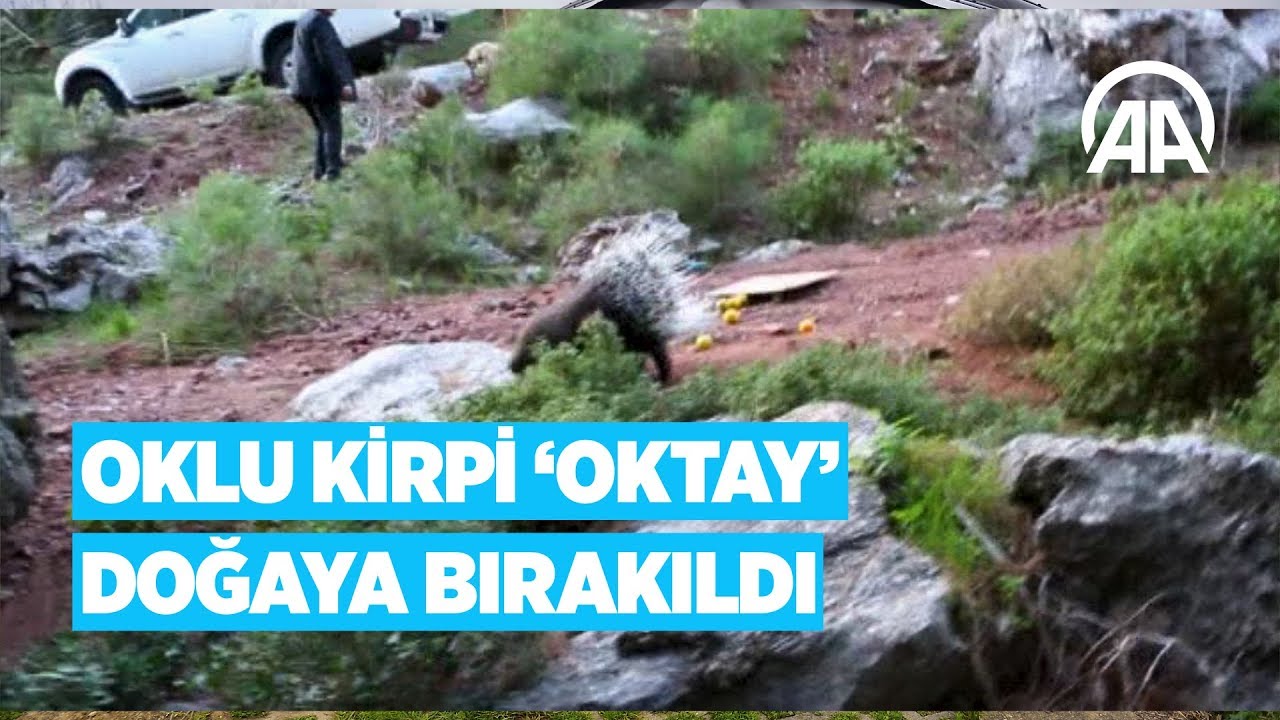 Oklu kirpi “Oktay” doğaya bırakıldı