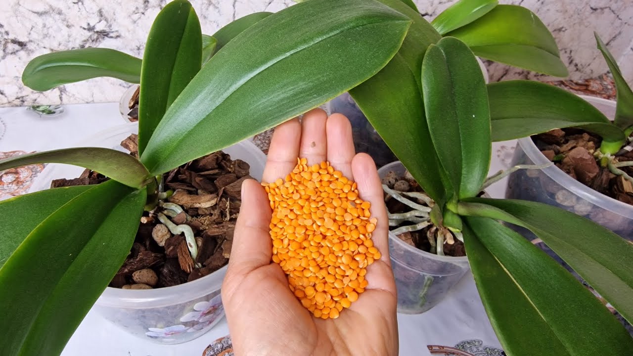 ORKİDE çiçek açmyorsa BUNU YAPIN,😉 Anında çiçek açtıran MUCİZE⁉️ ŞOK OLDUM