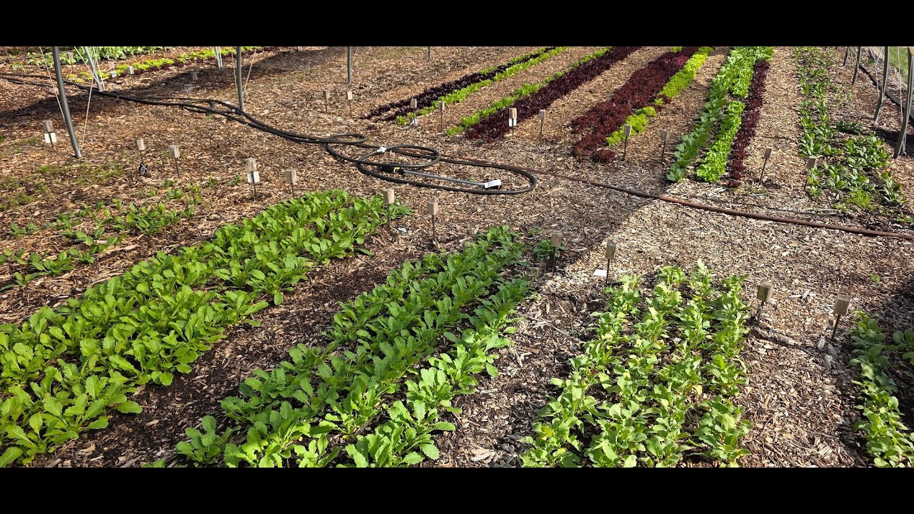 Website Update, Farmers' Market Update & What's Growing 4-16-25