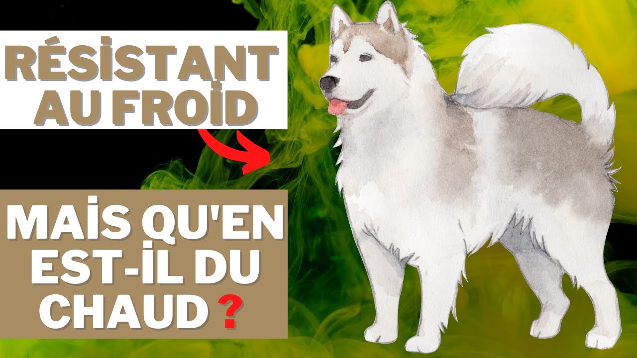 Caractéristiques De La Race De Malamute D'Alaska 🐕
