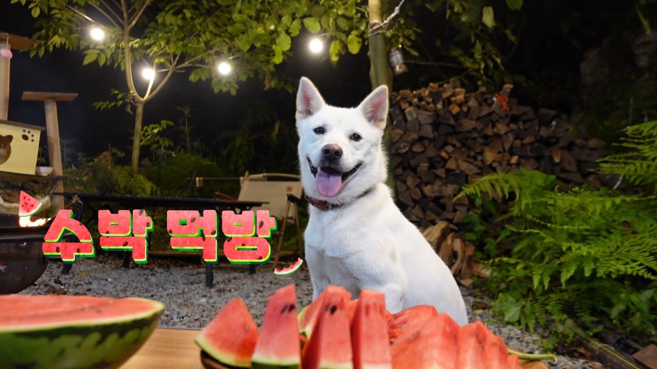 진숙이#진돗개 수박먹방#강아지일상#강아지브이로그 #강아지먹방