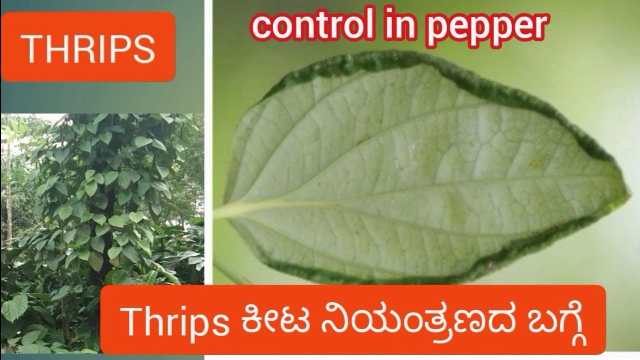 Thrips control in pepper / pepper disease control / Pepper cultivation