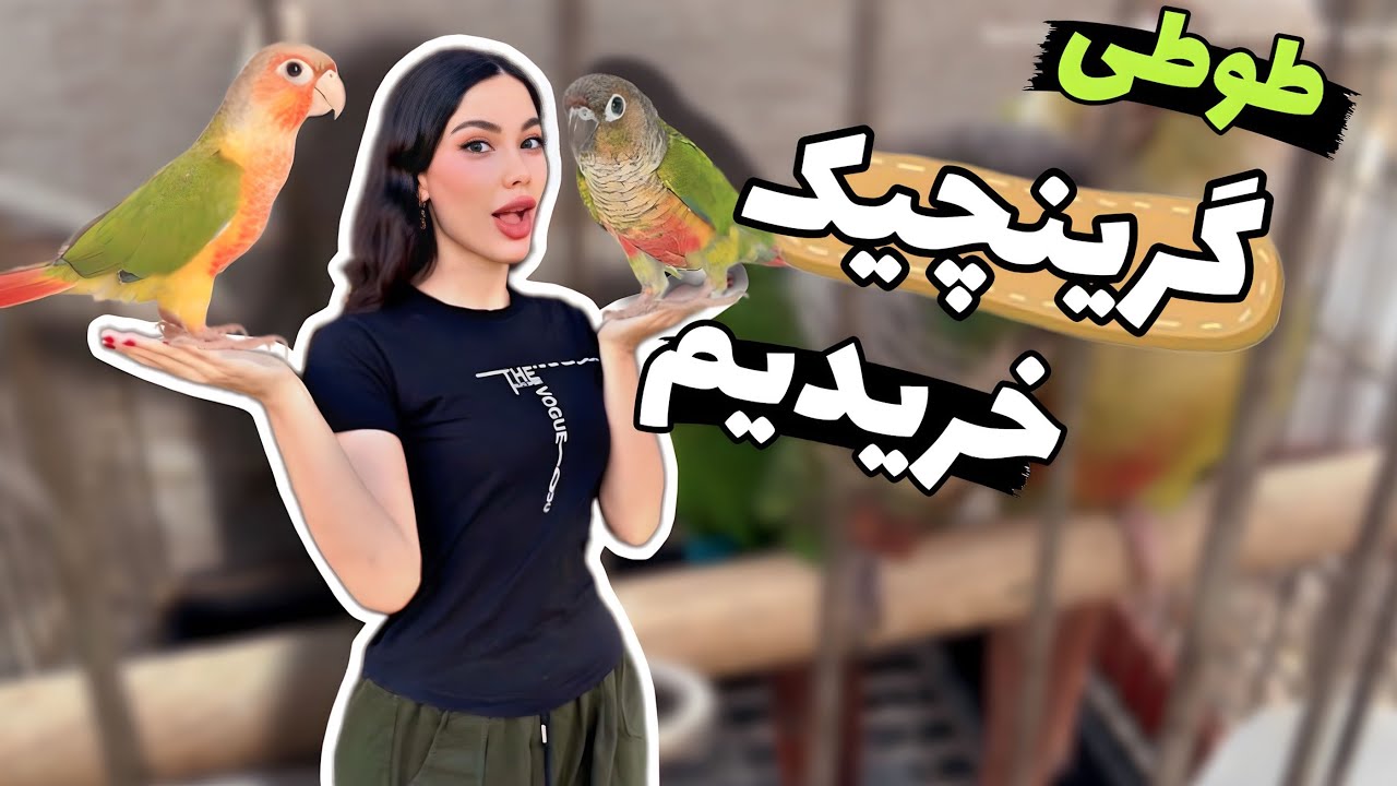 ولاگ خرید طوطی خفن گرینچیک🦜 بازار پرندگان ایران، Green Cheeked Parrot