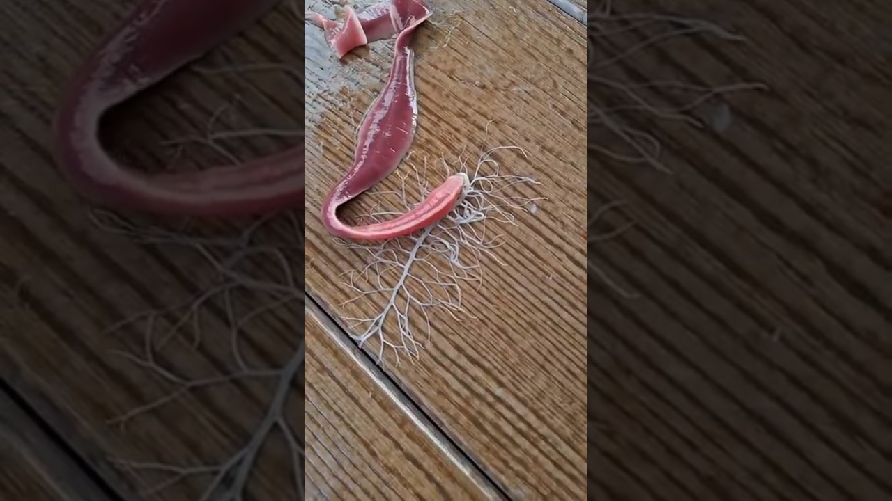 Ribbon Worm: Cacing Laut Misterius Dengan Pertahanan Aneh! #trending #faktaunik #cacing