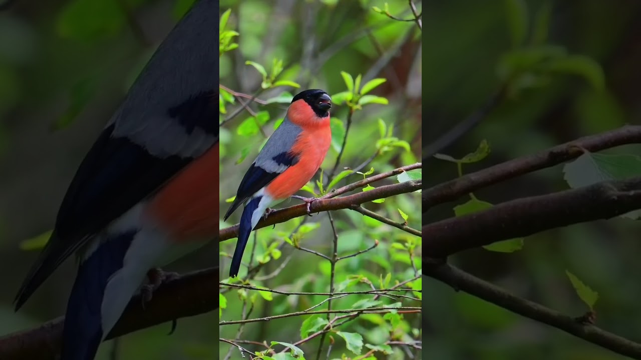 #gimpel #wildlifephotography #birdphotography #wildlife