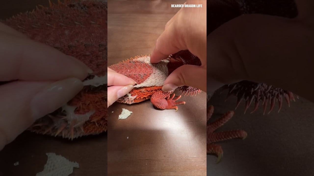 ASMR Crunchy Bearded Dragon Shedding 🦎 #shedding #reptiles #asmr #lizard #satisfying
