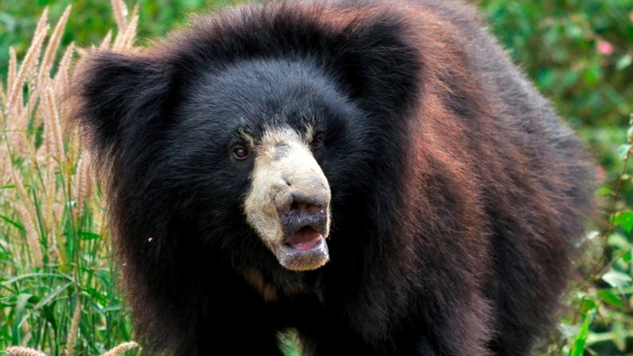 This Sloth BEAR Ripped a Man's Face Off | Haunting Tales