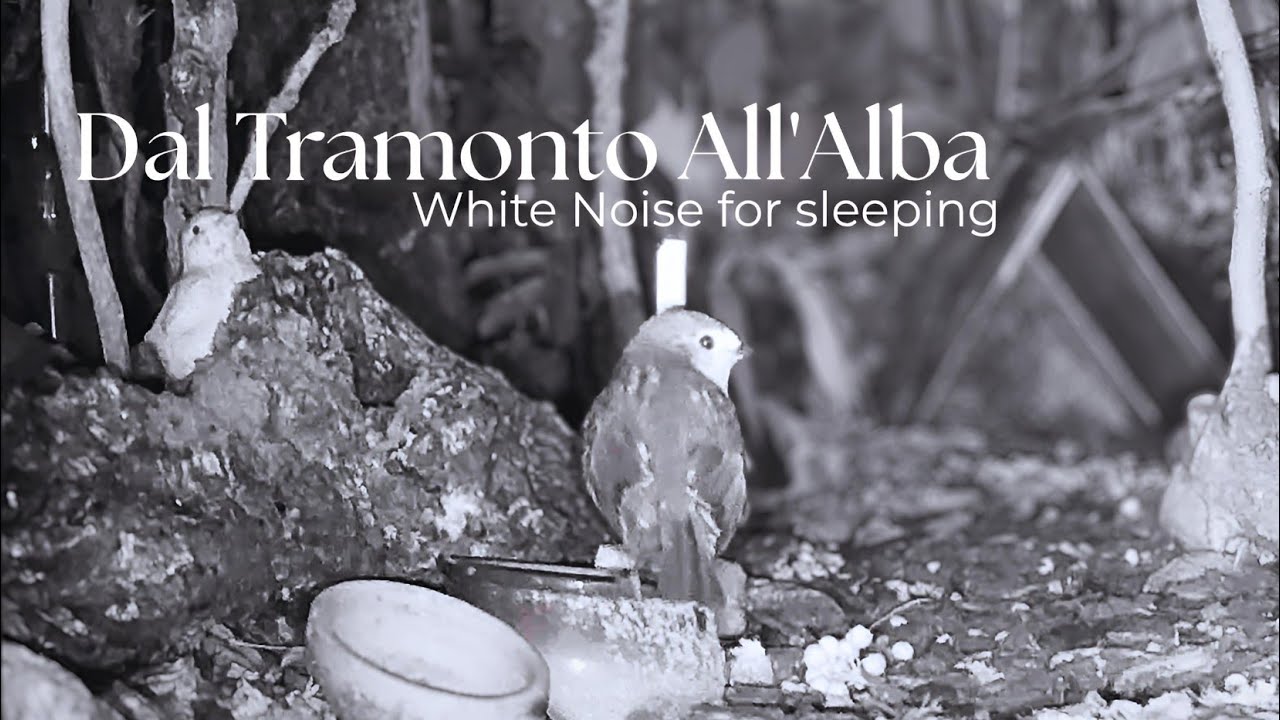 Dal Tramonto All' Alba Rumore Bianco E Suoni Della Natura Per Dormire  #WhiteNoise #SleepSounds