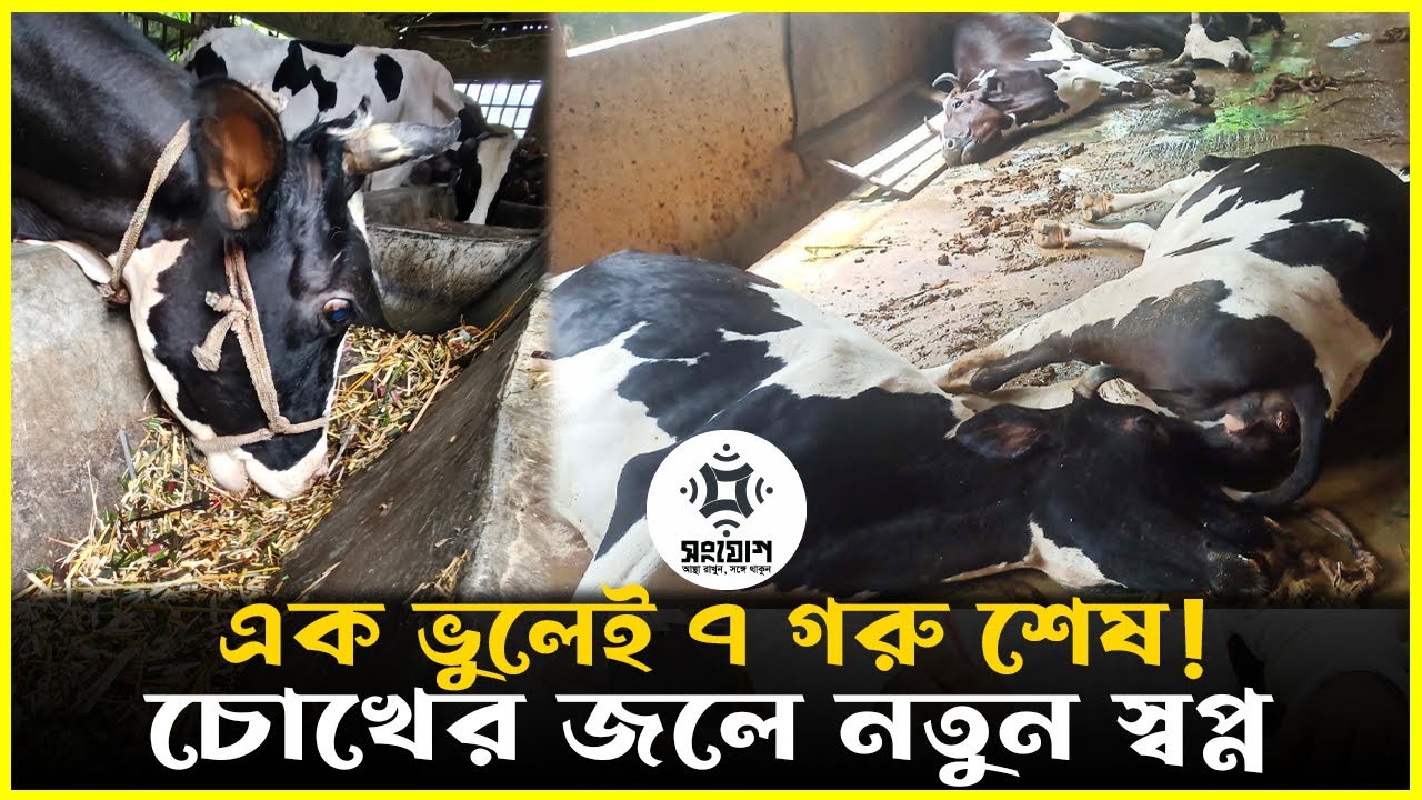 🔥 এক ভুলেই গেল ৭ গরু! 😱 খামারীর চোখে জল থেকে নতুন স্বপ্ন 🌾🐄
