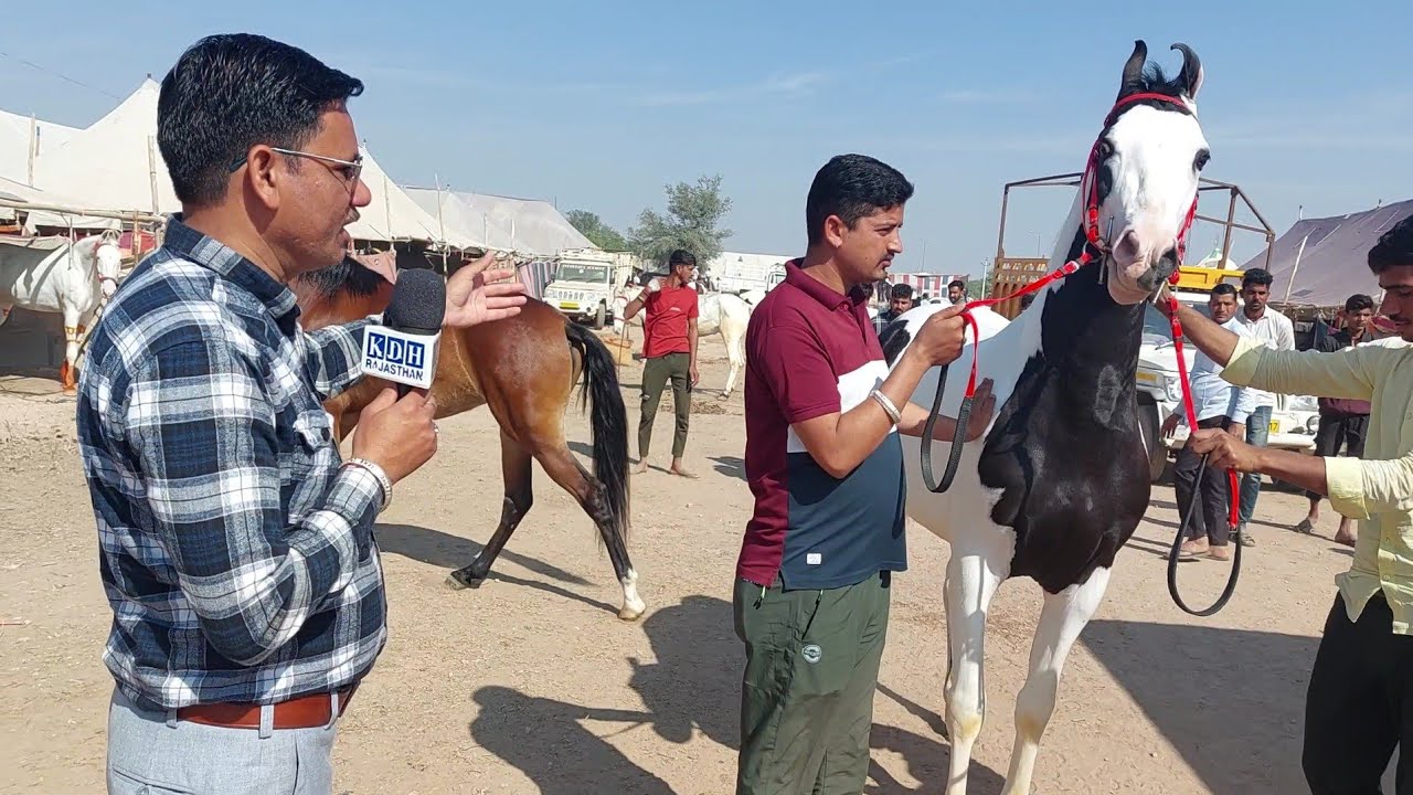 नागौर पशु मेला में क्या कीमत के मारवाड़ी घोड़ा घोड़ी ? होश उड़ा देगी Horse Nagaur Cattle fair 2024