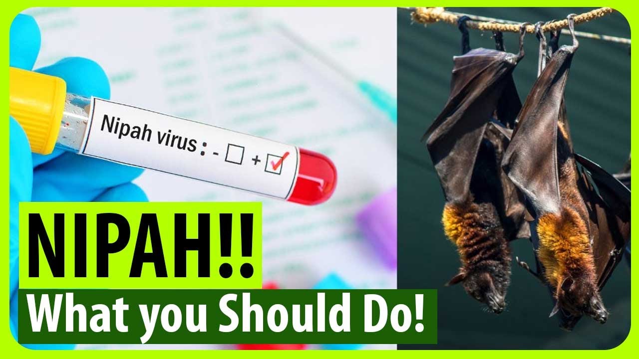 Nipah in Kerala: Health Department&rsquo;s precautionary note to the public
