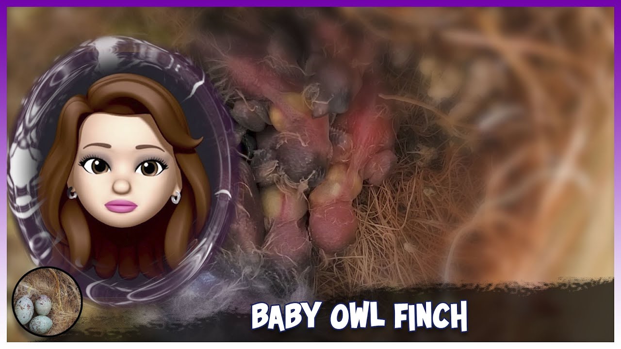 BABY OWL FINCH (DIAMANTE BICHENOV FINCH) 🦜