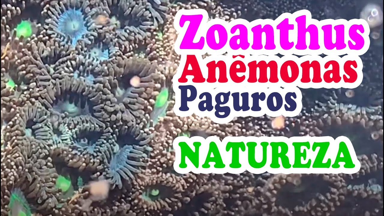 Coral anêmona, zoanthus e paguros na natureza aquário marinho reef