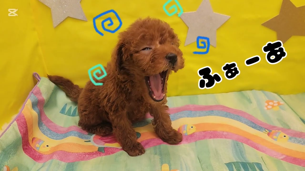 トイプードル(レッド)男の子　2026年1月1日生まれ
