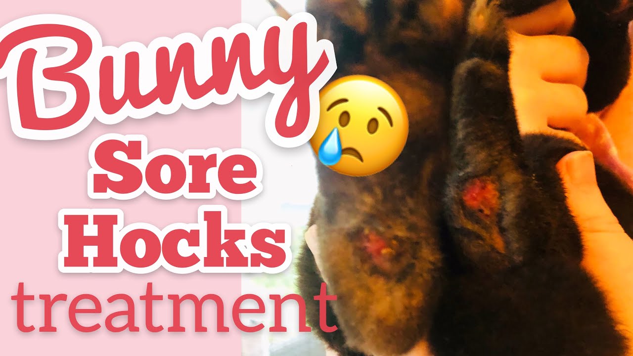 Rabbit Sore Hocks Causes & Treatment ~ Healing Blackberry Bunny