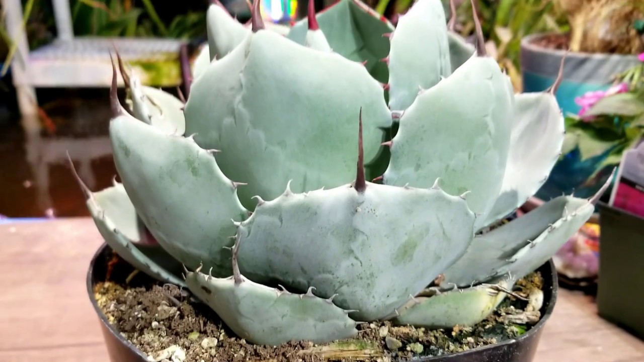 Growing Hardy Agaves! + Winter Protection For Hardy Agaves, Cactus & Succulents