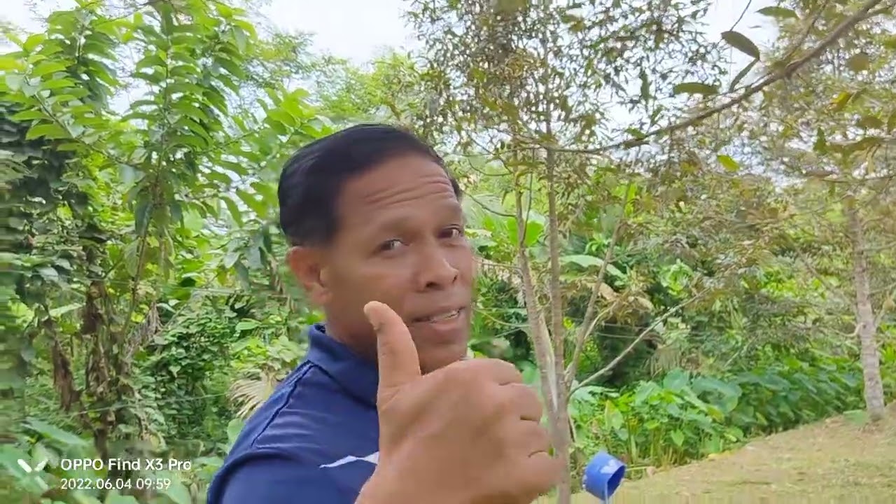 PENANAMAN POKOK DURIAN DI SATUN THAILAND, DURIAN HIDUP SUBUR DAN BERBUAH LEBAT